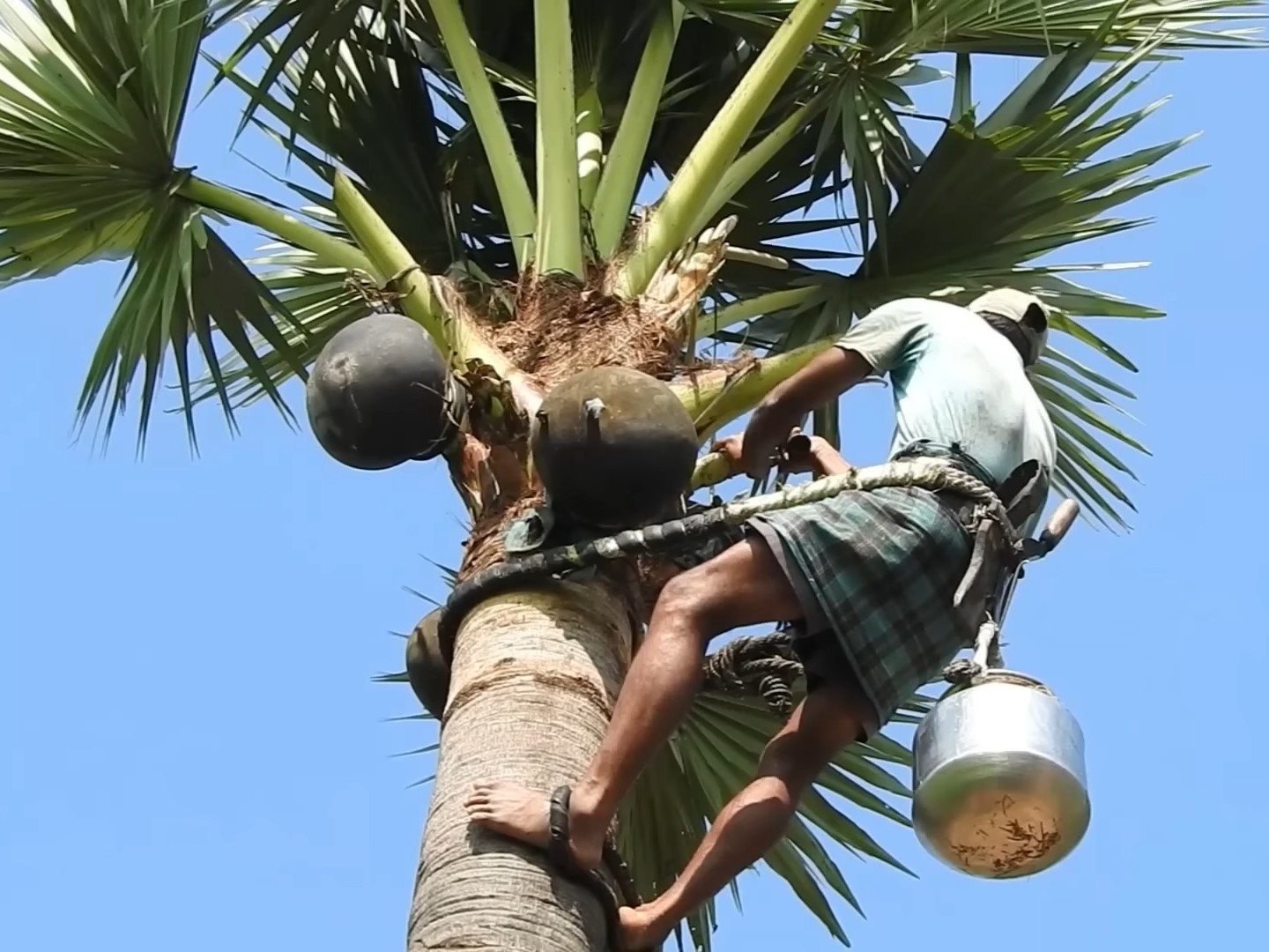 palm climb