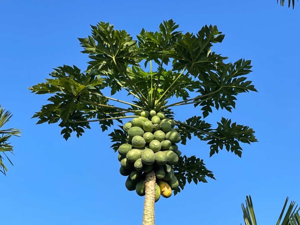 palm tree